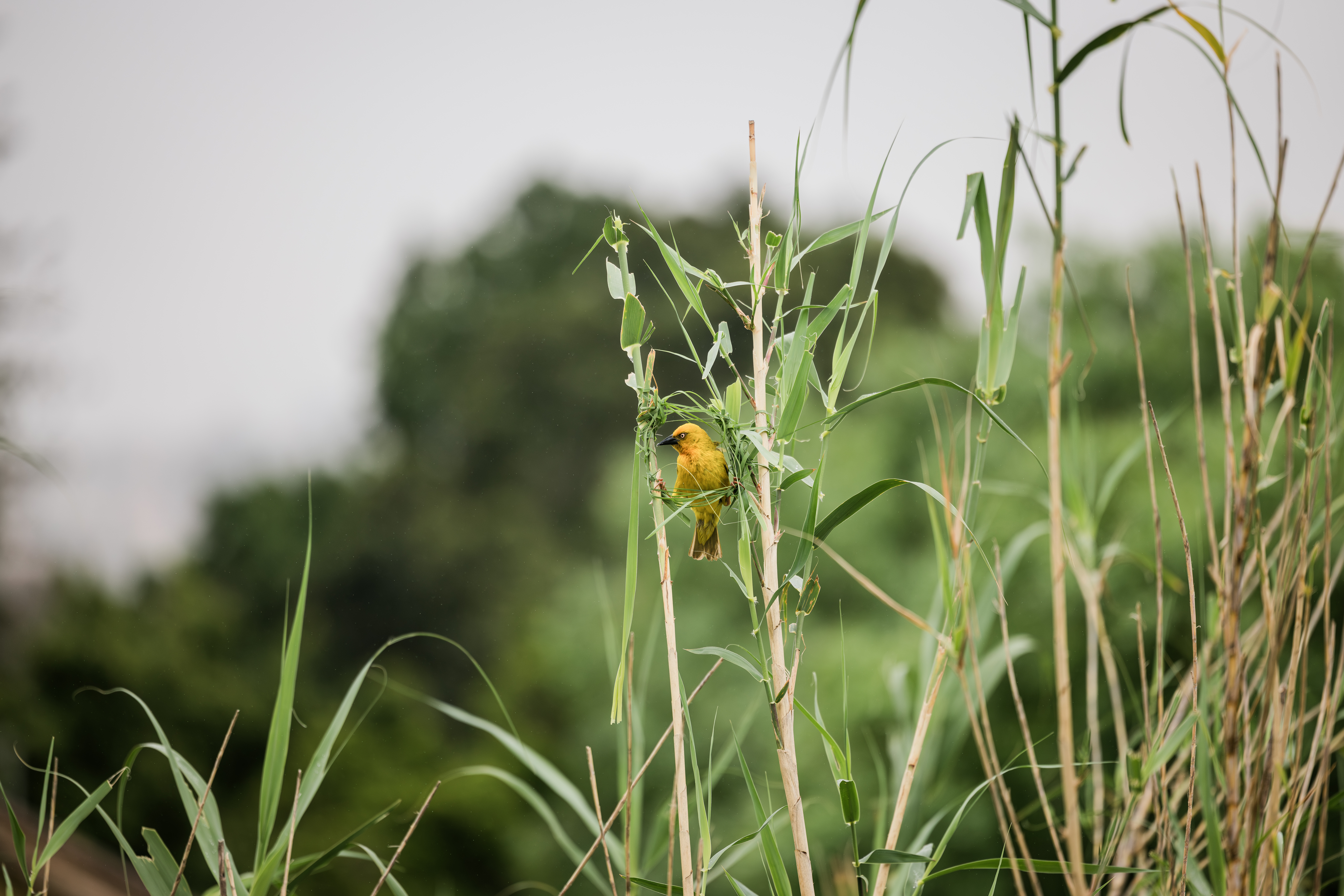 Indaba_Birds_2024-114 Give to a Missionary